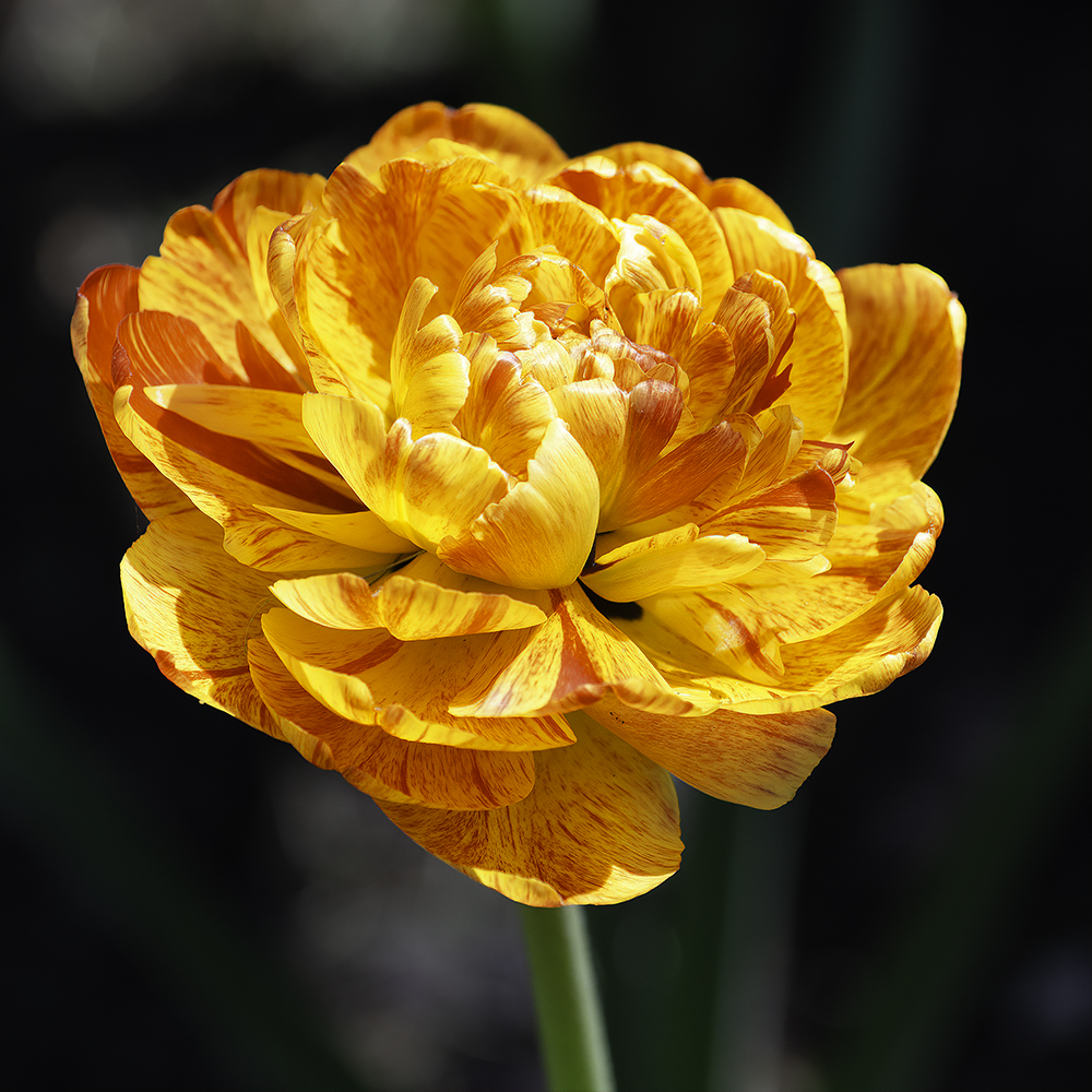 A double-flowered tulip bloom